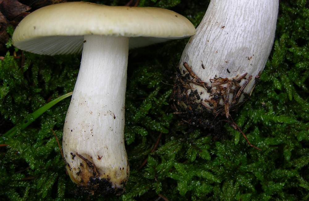 Conferma per Russula ochroleuca.
